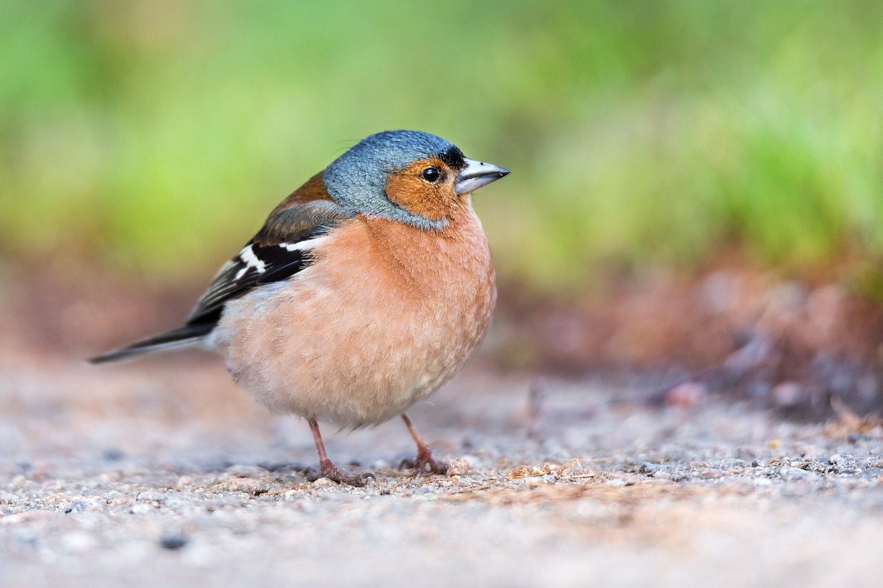 How Rapid Urbanisation Is Affecting Bird Species